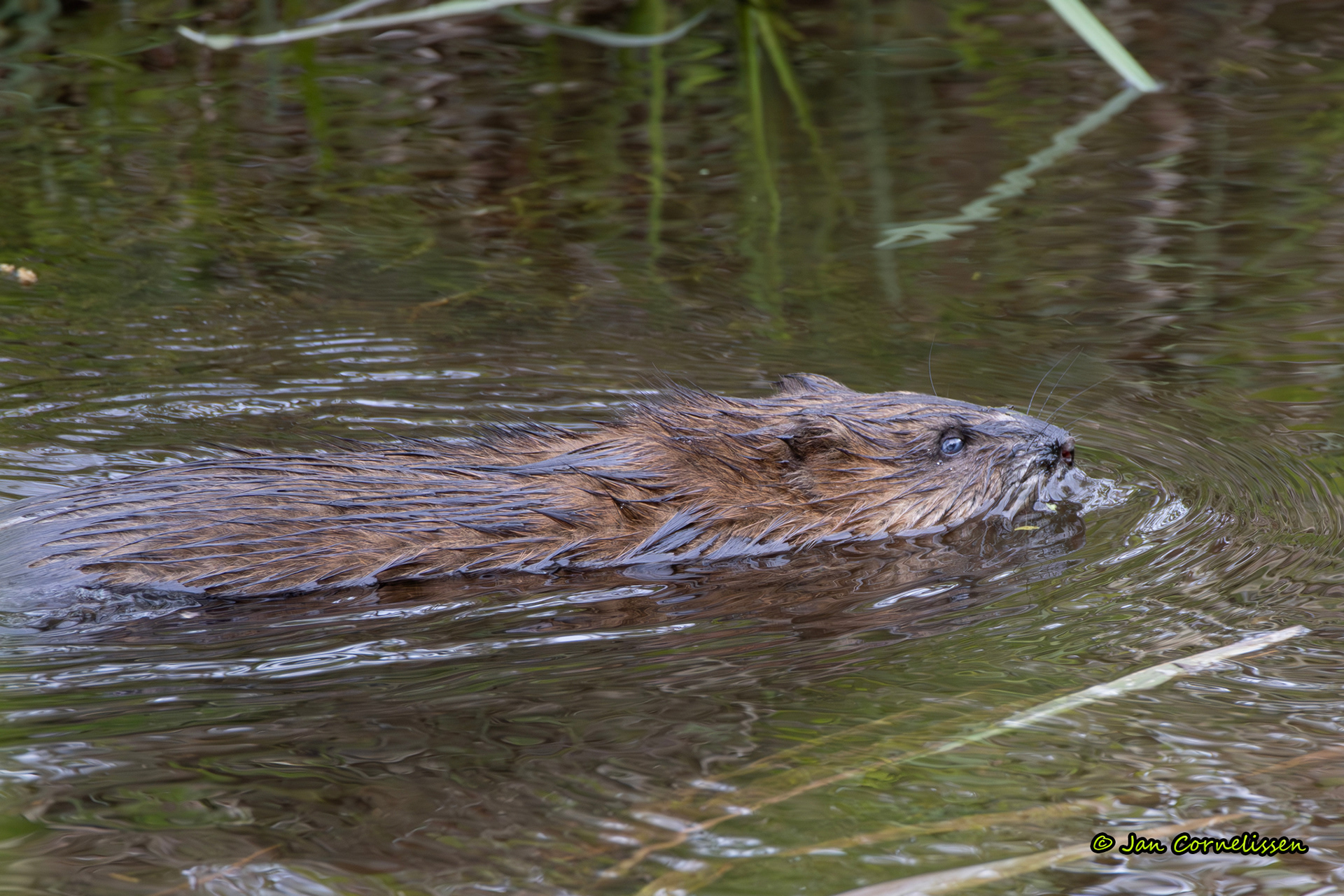 Muskusrat - Ondatra zibethicus (Bergeijk, NL) 2024