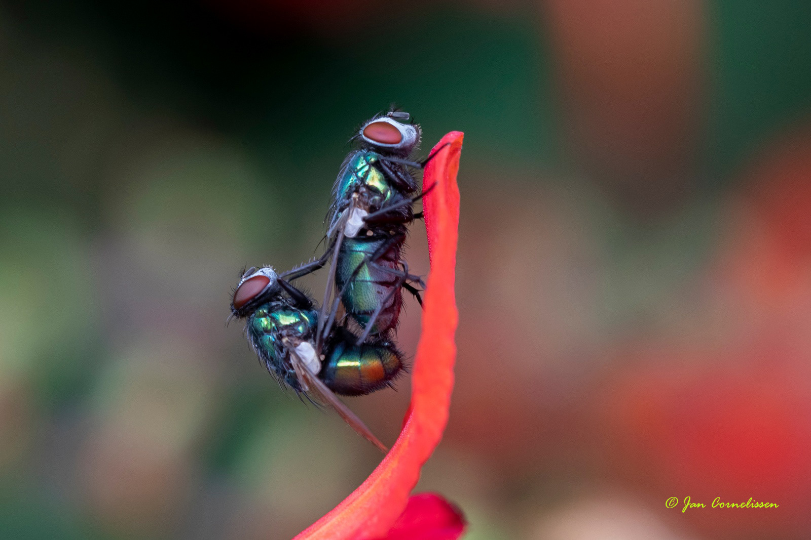 Groene vleesvliegen - Lucilia sericata, 2020