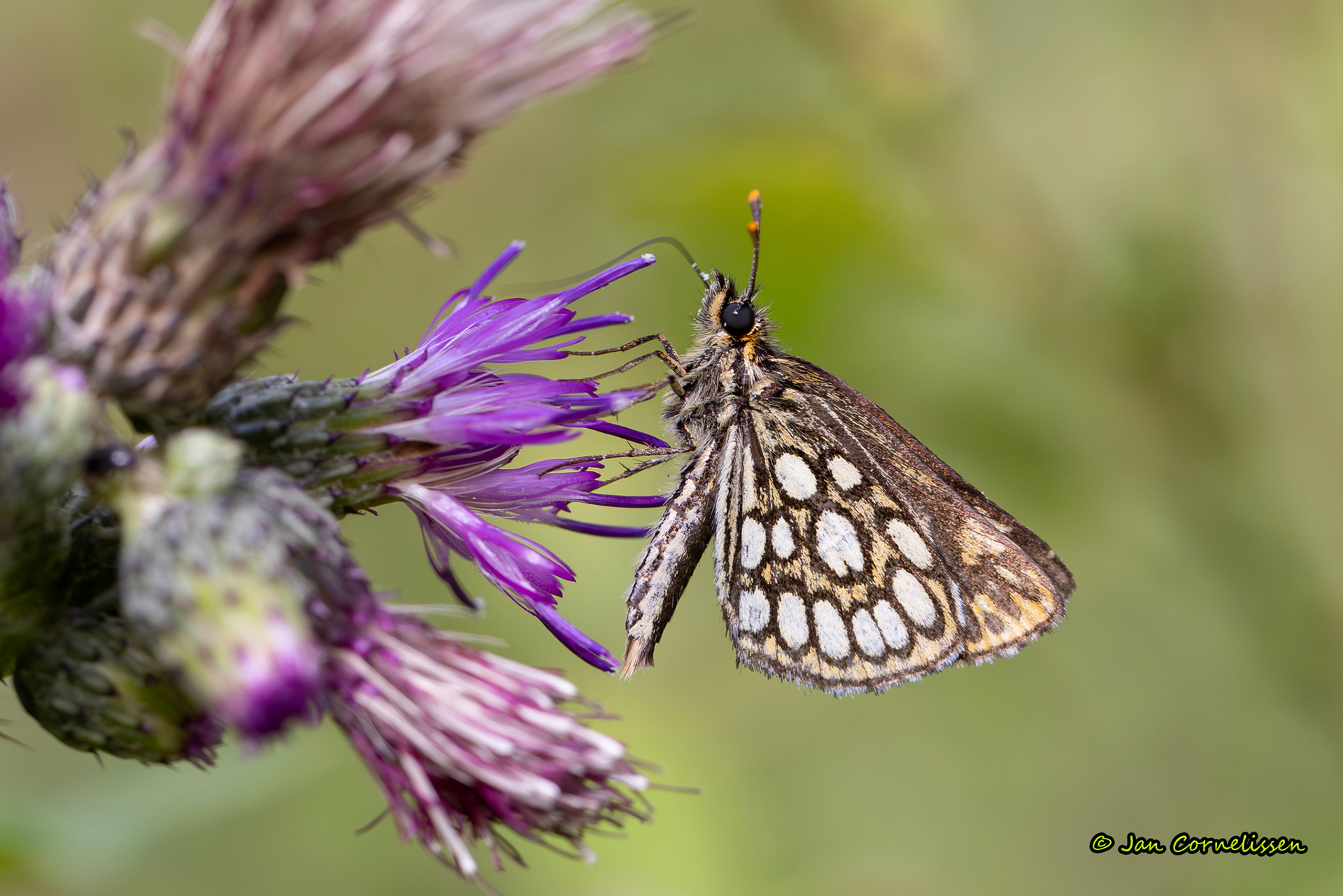 Spiegeldikkopje - Heteropterus morpheus (Ospel, NL) 2024