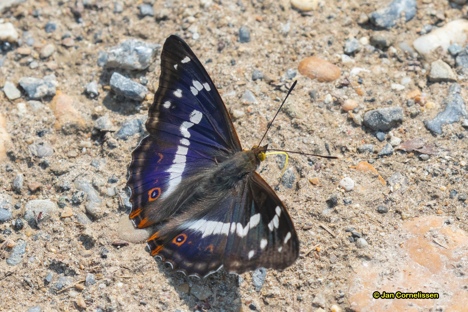 Grote weerschijnvlinder - Apatura iris (Bocholt, B) 2018