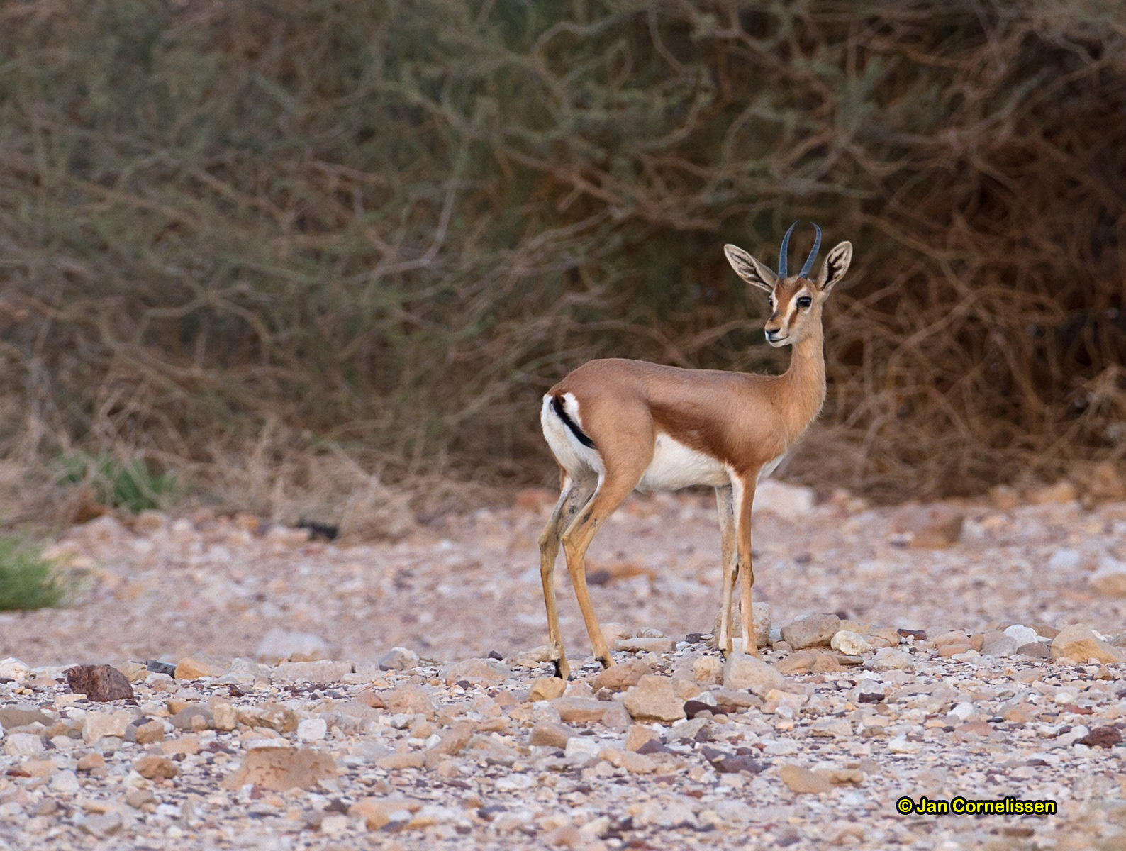 Dorcasgazelle - Gazella dorcas (Eilat, IL) 2014
