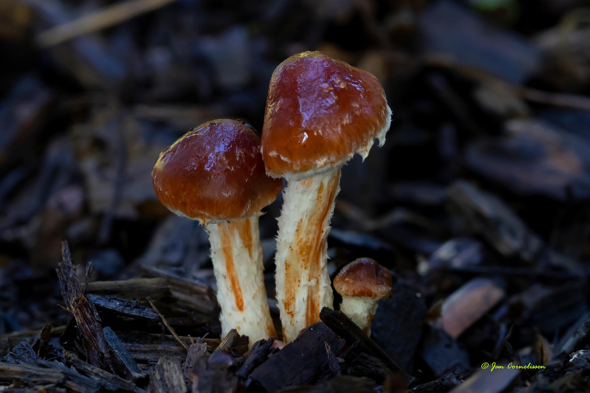 Oranjerode stropharia
