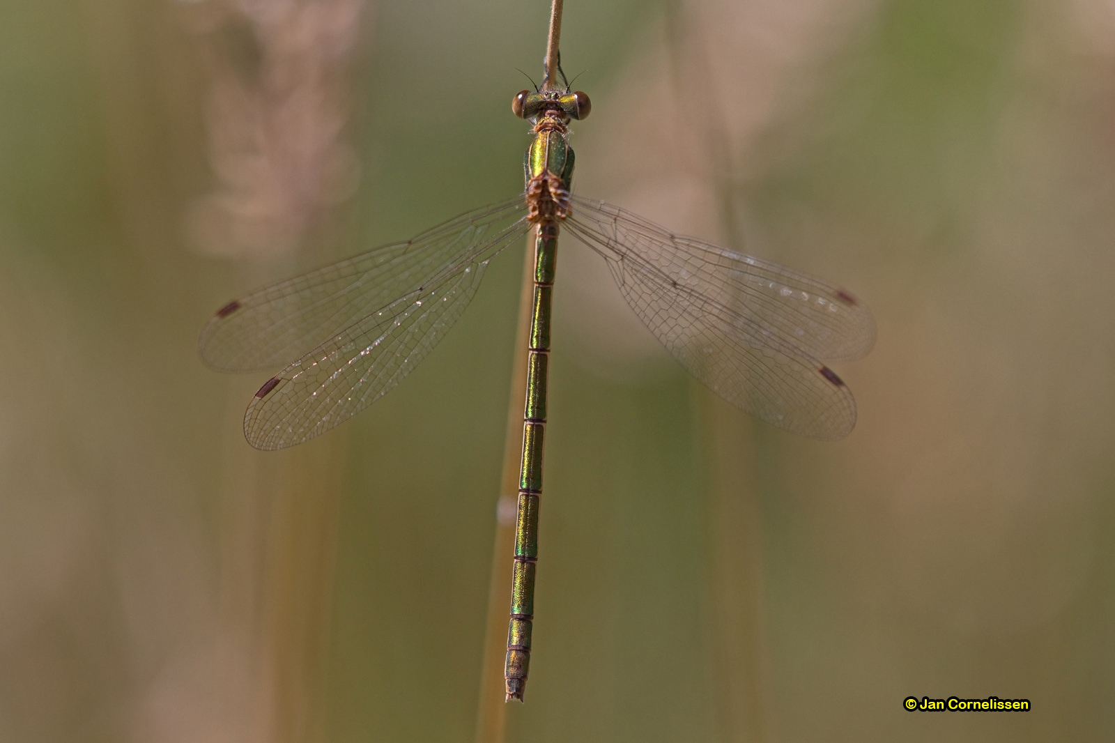 Houtpantserjuffer - Lestes viridis (Pelt, B) 2011