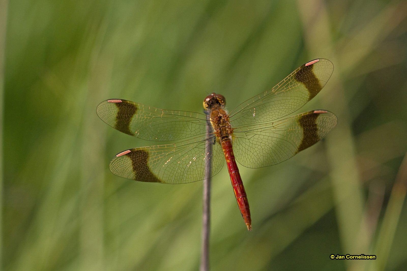 Bandheidelibel - Sympetrum pedemontanum (Pelt, B) 2010