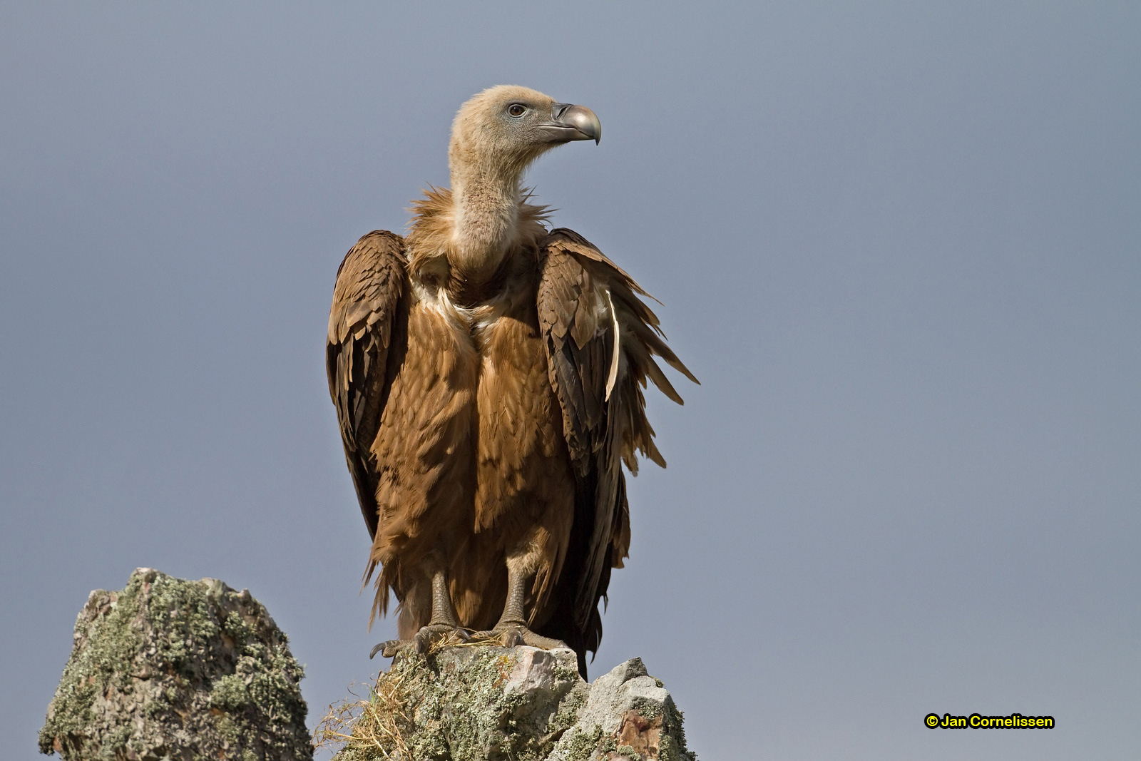 Vale gier - Griffon Vulture - Gyps fulvus