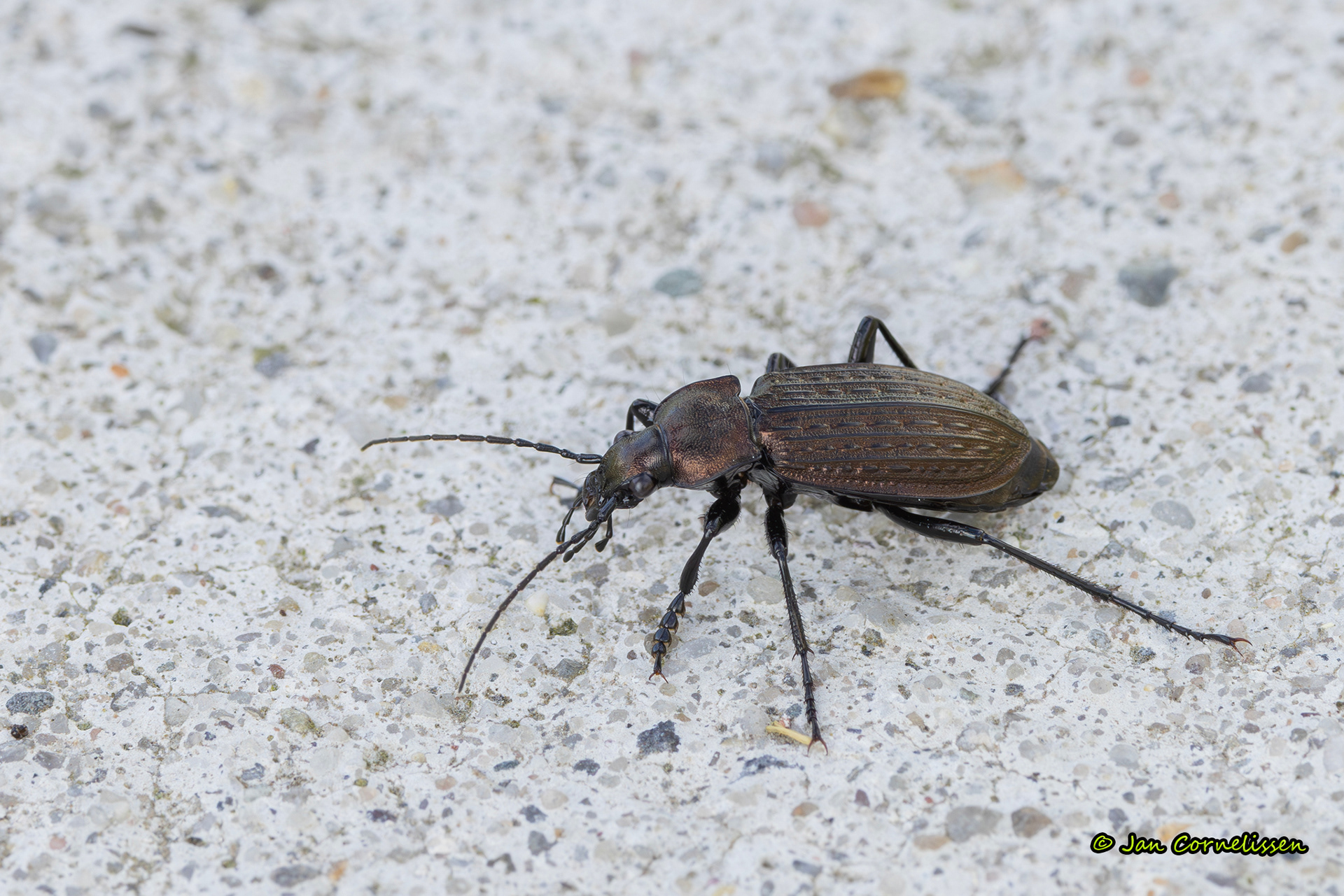 Kettingschallebijter - Carabus granulatus (Kalenberg, NL) 2024