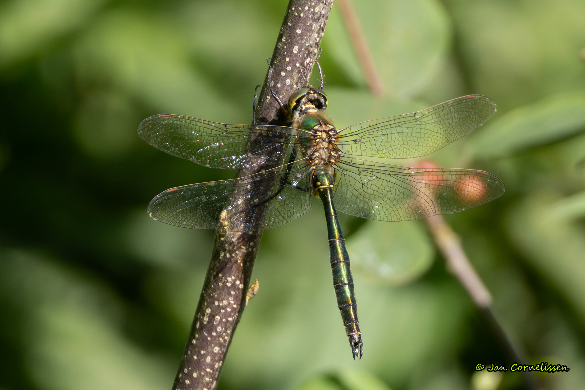 Metaalglanslibel - Somatochlora metallica (Valkenswaard, NL) 2024
