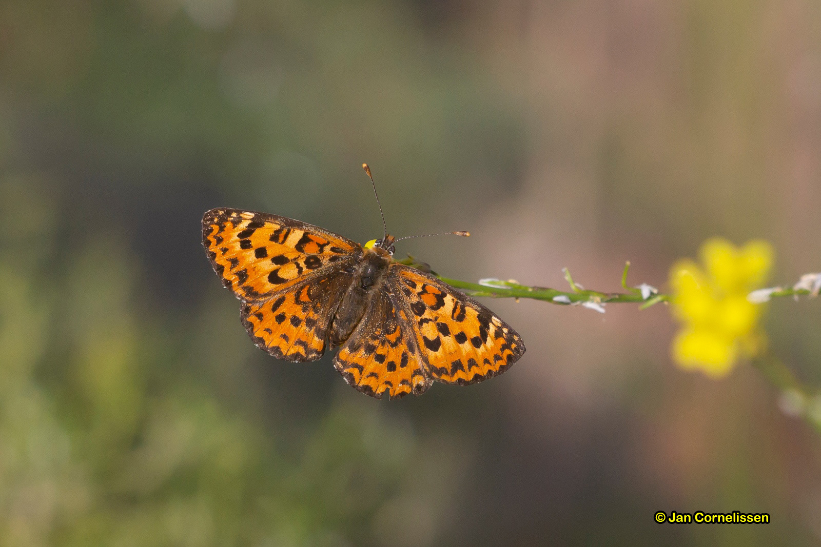 Tweekleurige parelmoervlinder - Melitaea didyma (Lesbos, GR) 2018