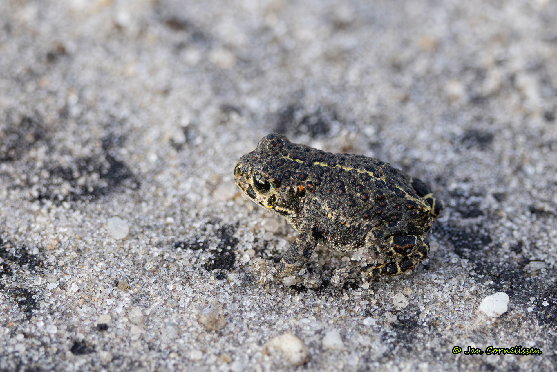 Rugstreeppad - Epidalea calamita (Pelt, B) 2023