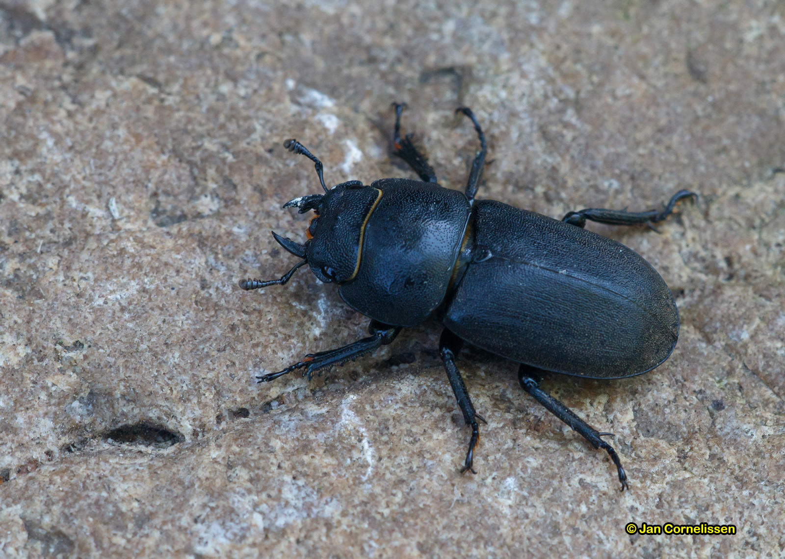 Klein vliegend hert - Dorcus parallelipipedus (Waterschei, B)