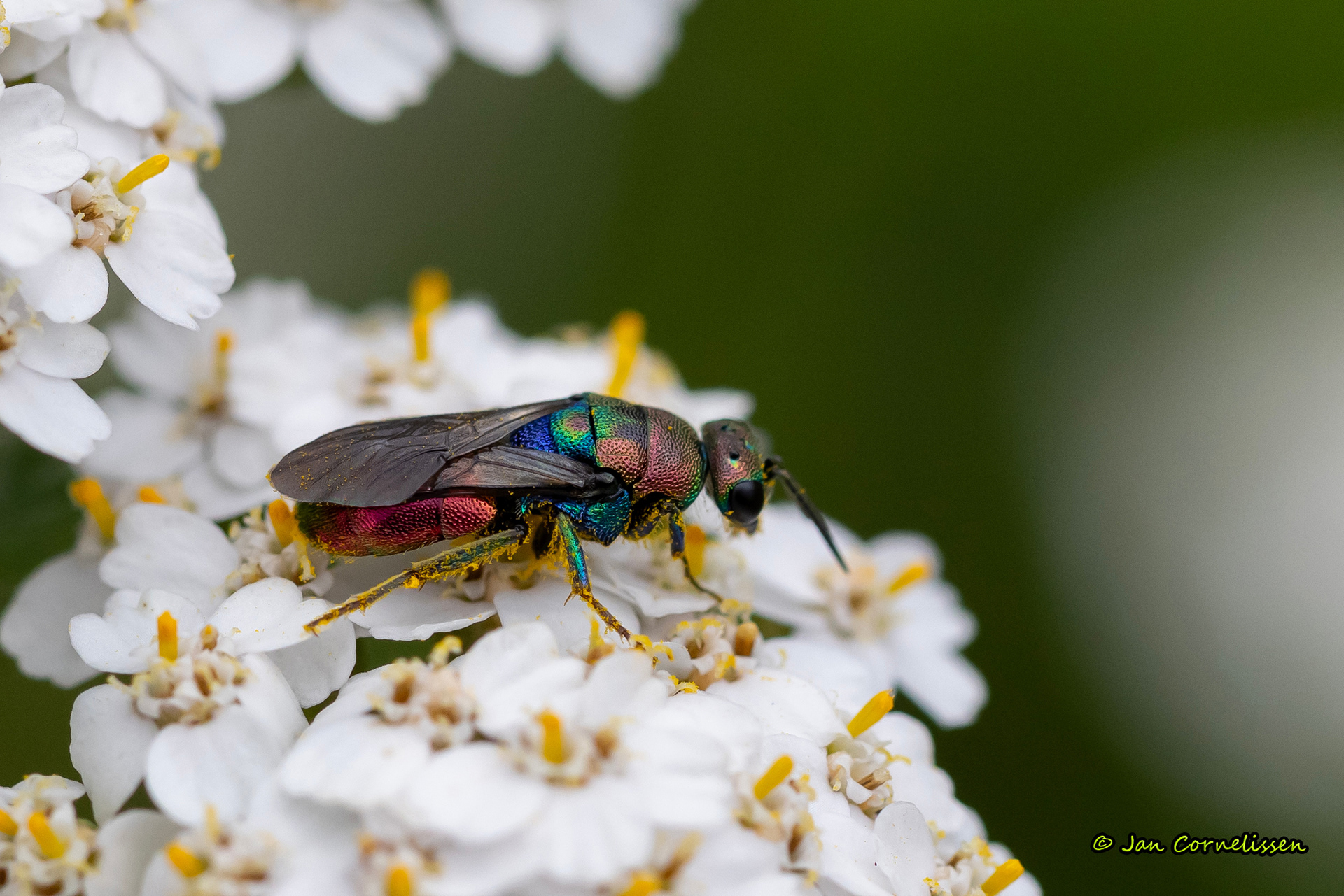 Hedychrum rutilans (een goudwesp) (Pelt, B) 2023