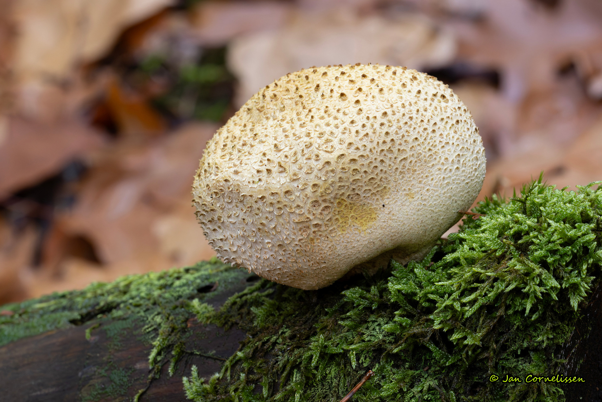 Gele aardappelbovist