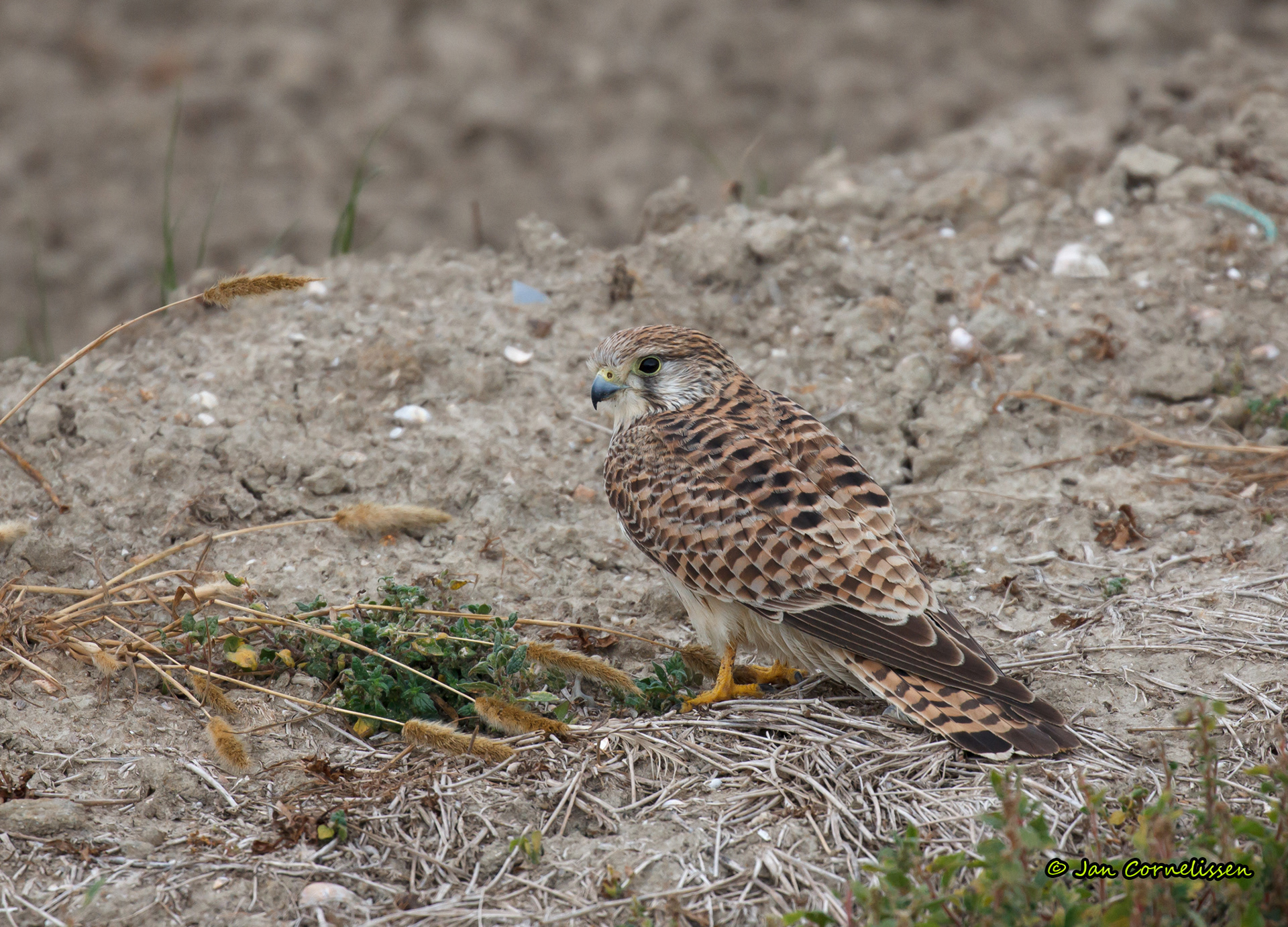 Torenvalk ♀