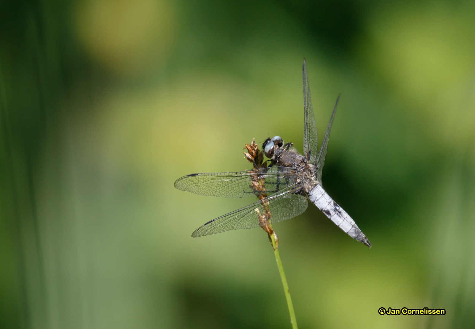 Gewone oeverlibel ♂ - Orthetrum cancellatum (Bree, B) 2016