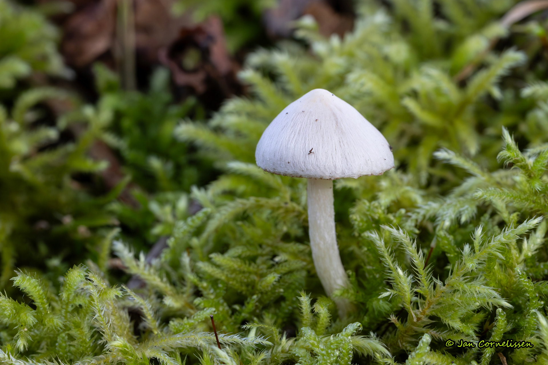 Witte satijnvzelkop