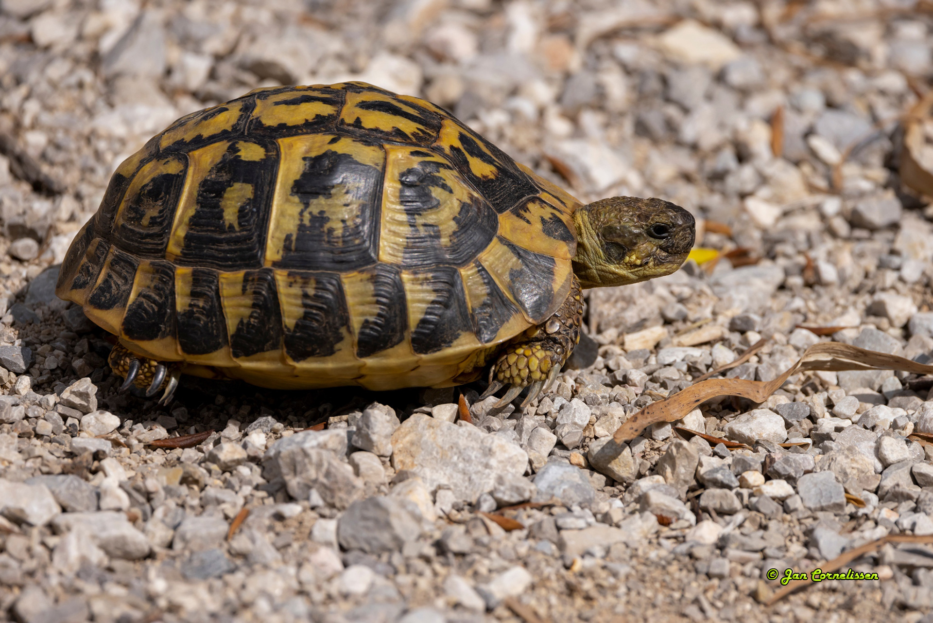 Griekse landschildpad - Testudo hermanni (Mallorca, E) 2023
