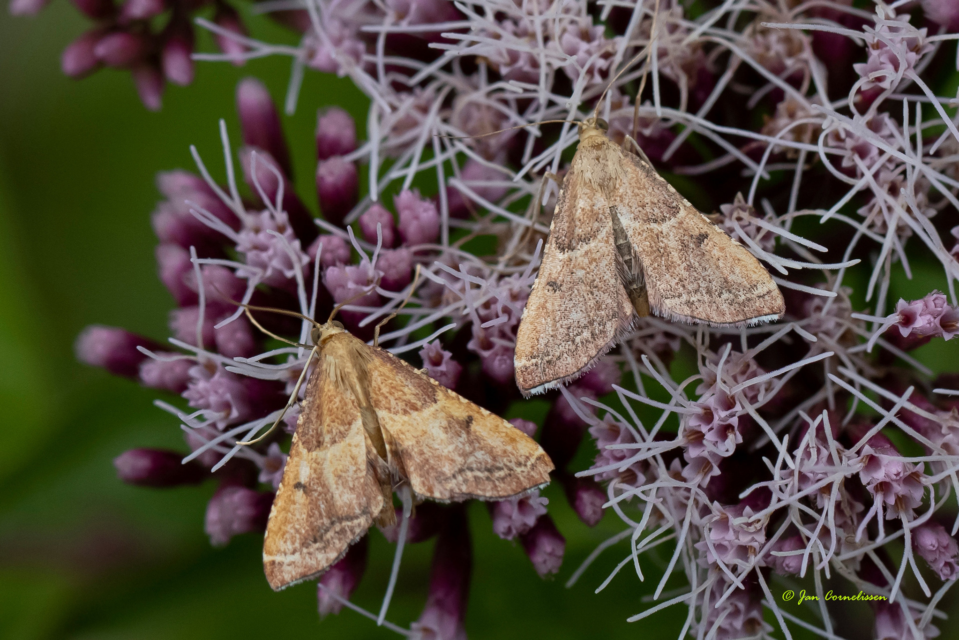 Strooiselmotten - Endotricha flammealis (Pelt, B) 2021