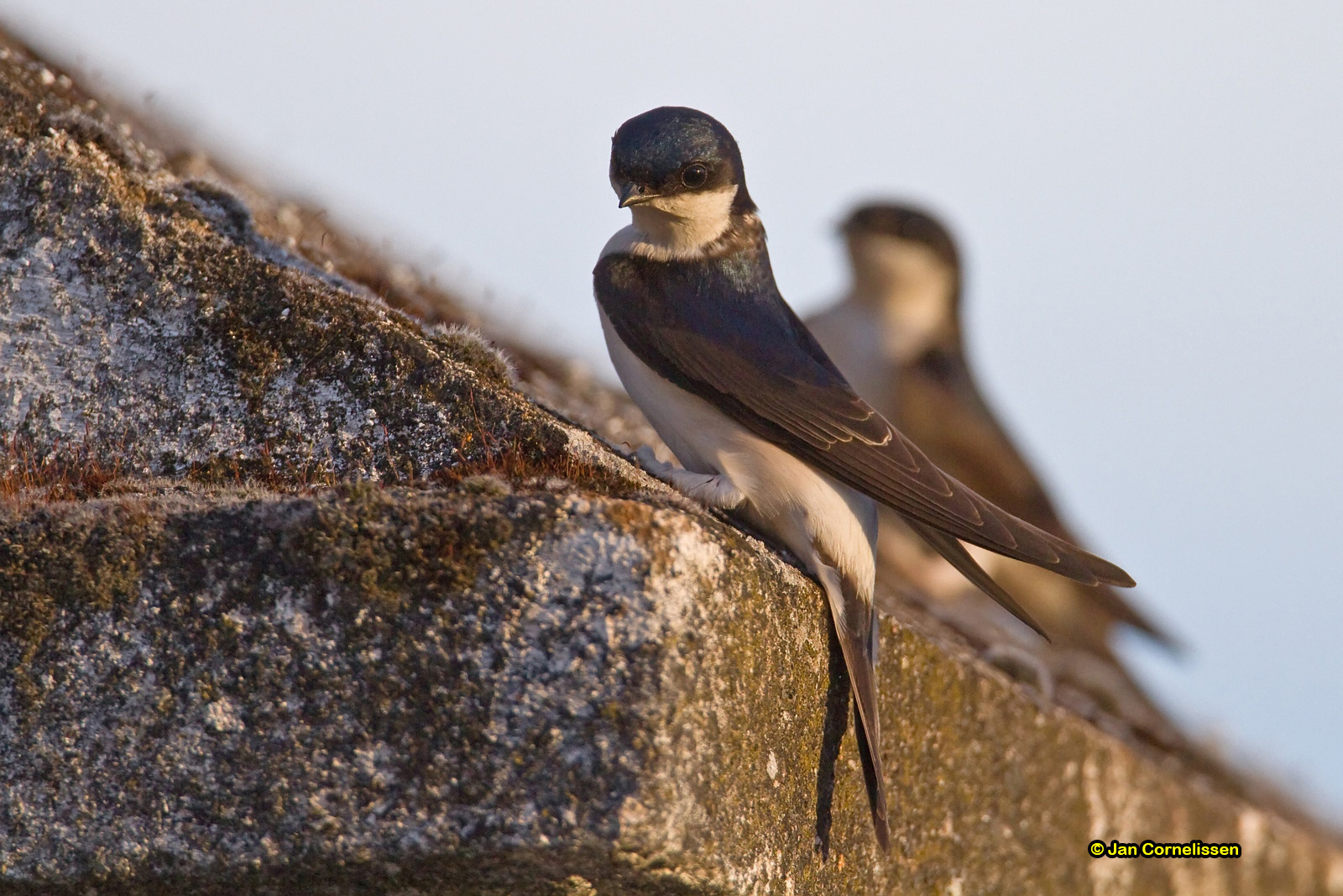 Huiszwaluw - House Martin - Delichon urbica