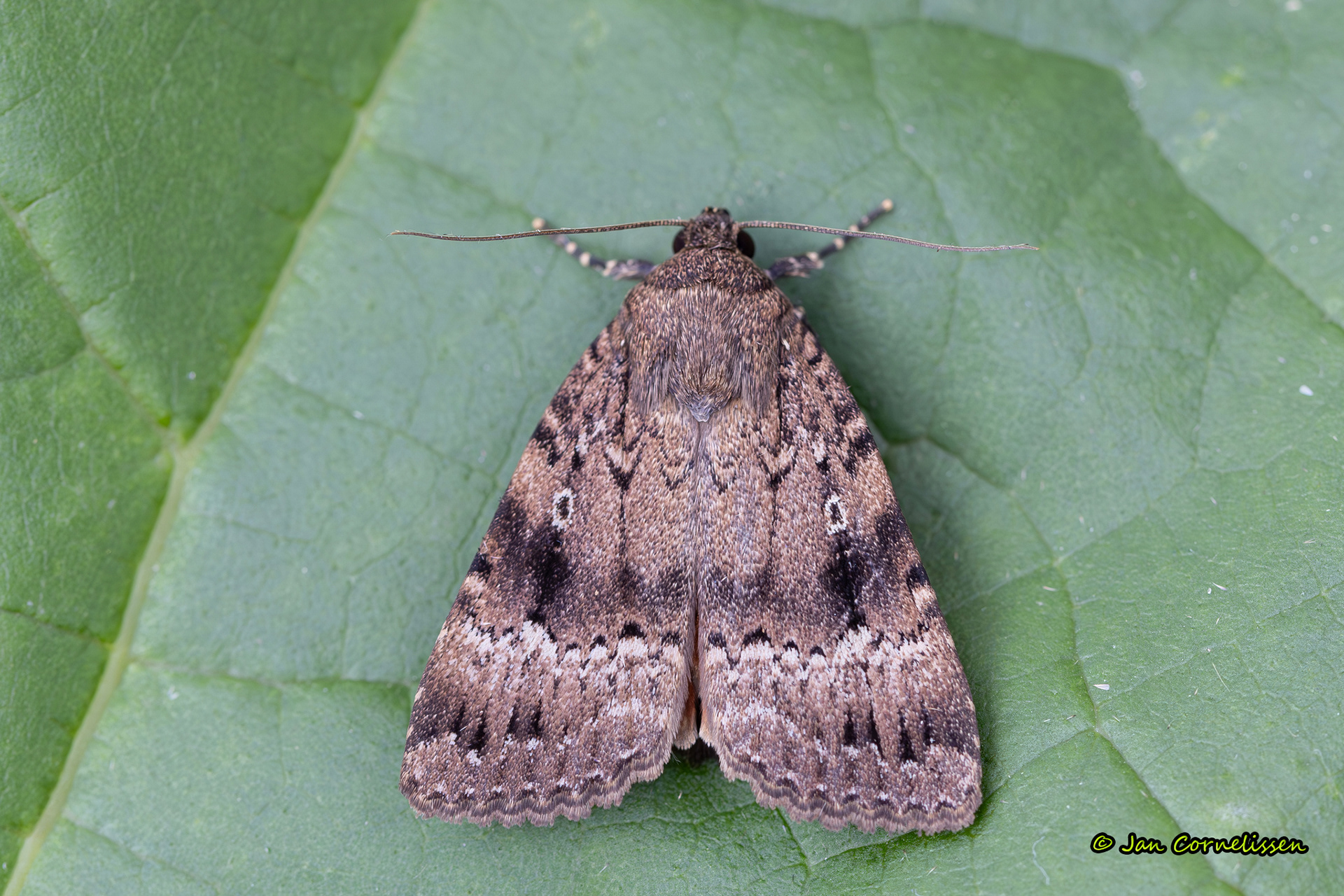 Piramidevlinder - Amphipyra pyramidea (Pelt, B) 2024