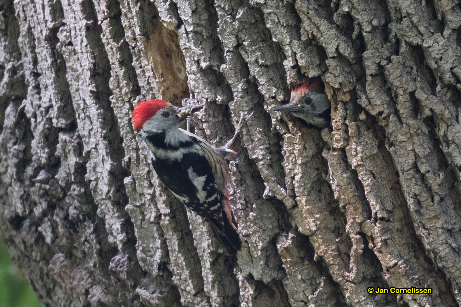 Middelste bonte specht - Middle Spotted Woodpecker - Dendrocopos medius