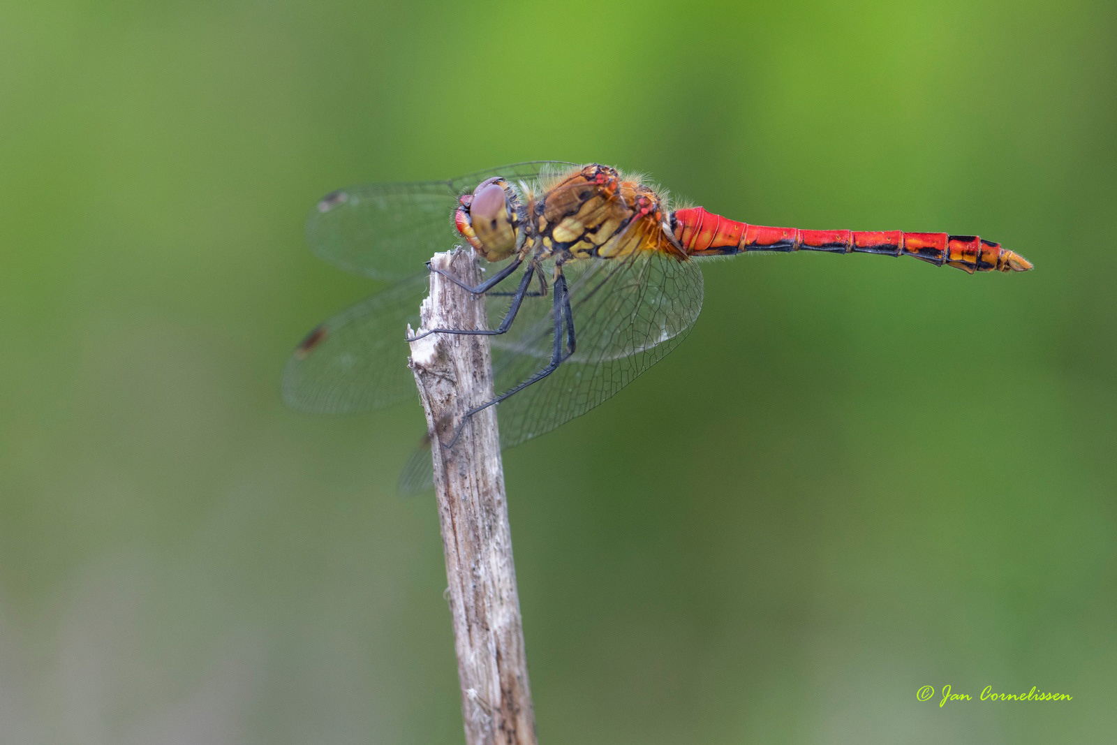 Bloedrode heidelibel - Sympetrum sanguineum (Lommel, B) 2020