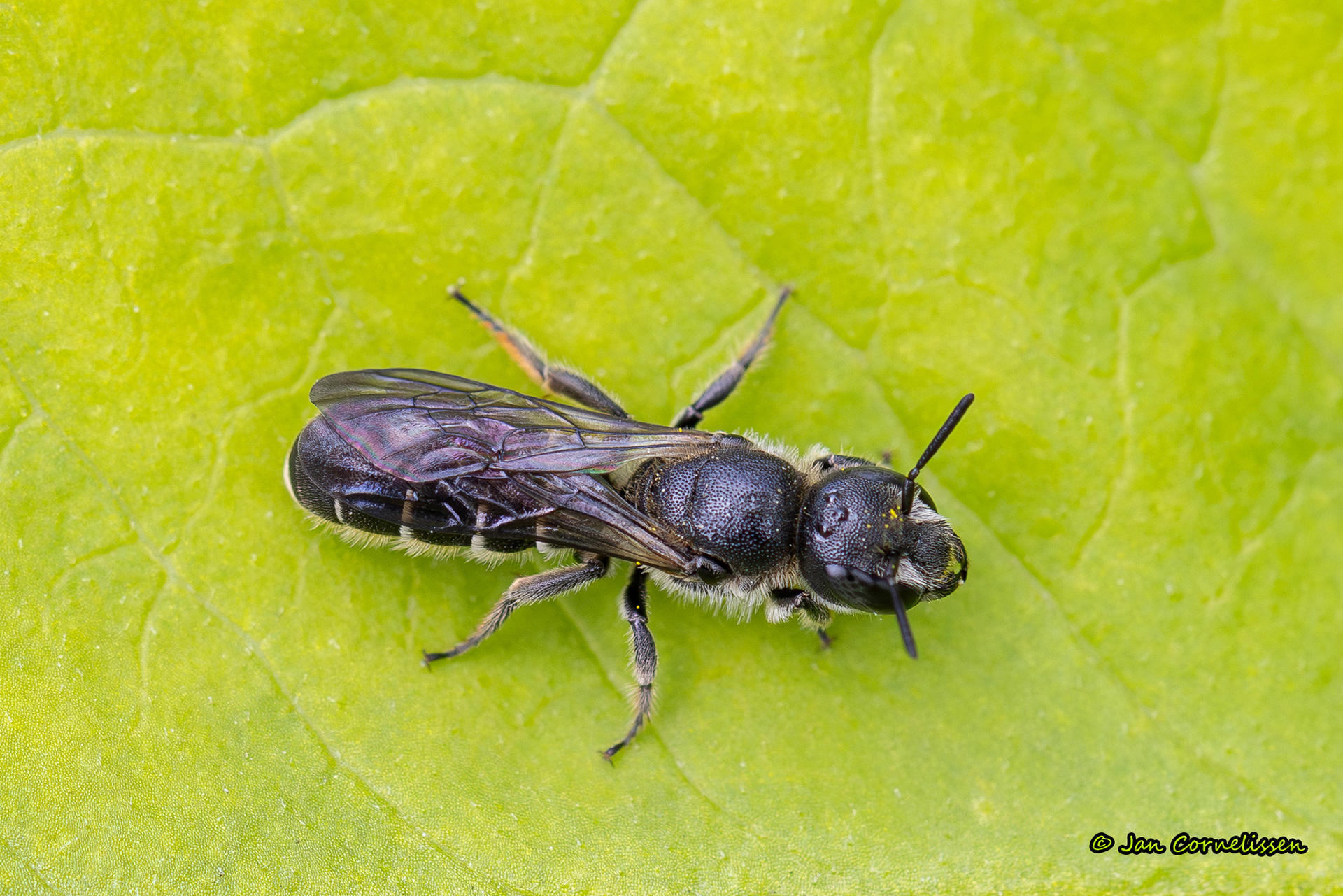 Grote klokjesbij - Chelostoma rapunculi (Pelt, B) 2024