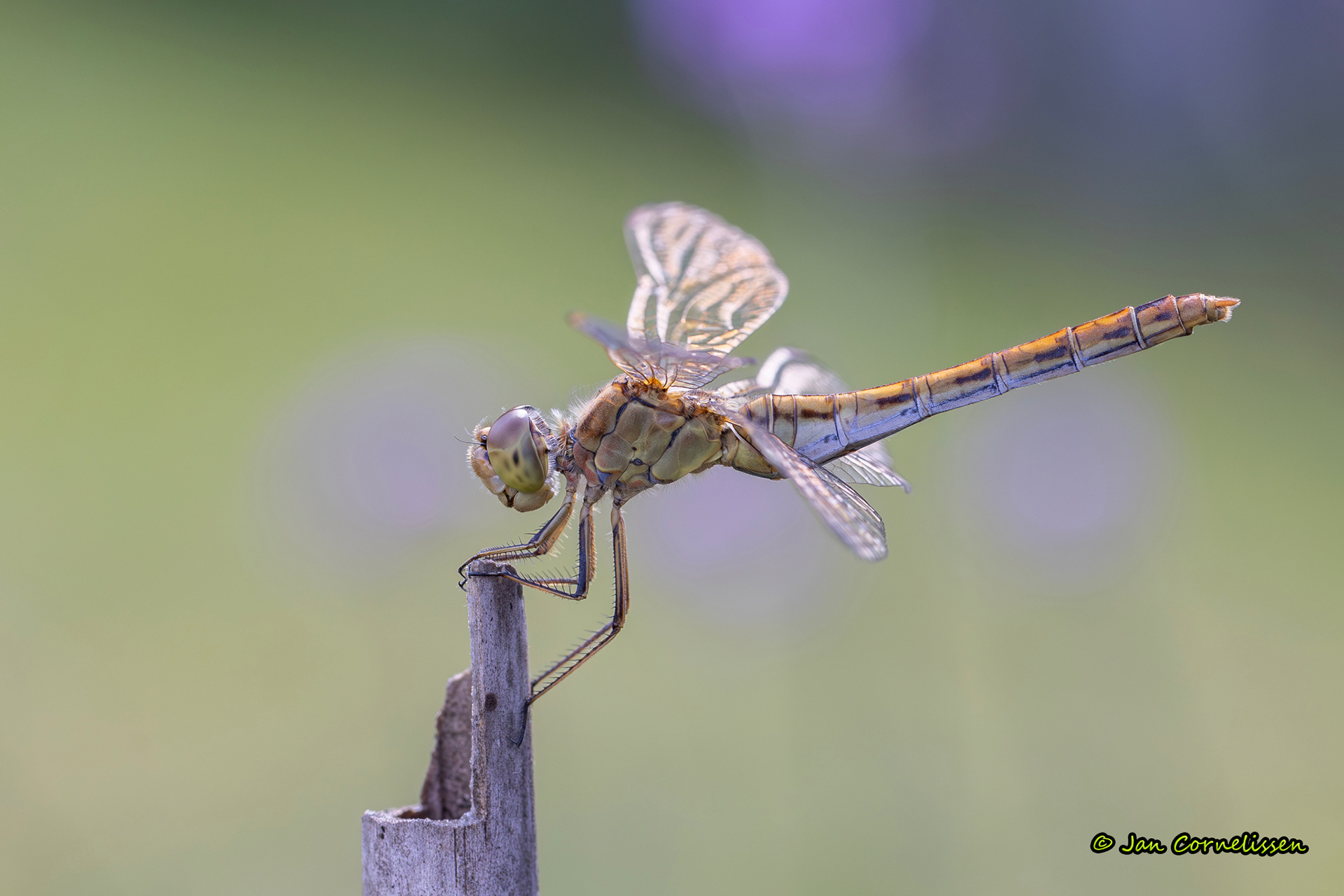 Zuidelijke heidelibel ♀ - Sympetrum meridionale (Pelt, B) 2024
