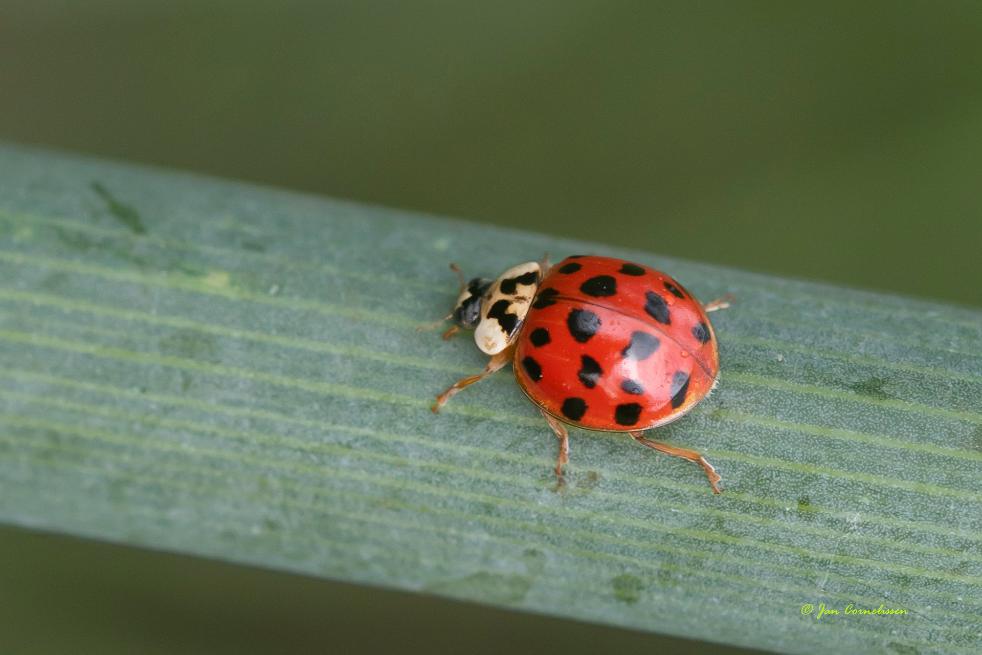 Veelstippig Aziatisch lieveheersbeestje - Harmonia axyridis (Pelt, B) 2020