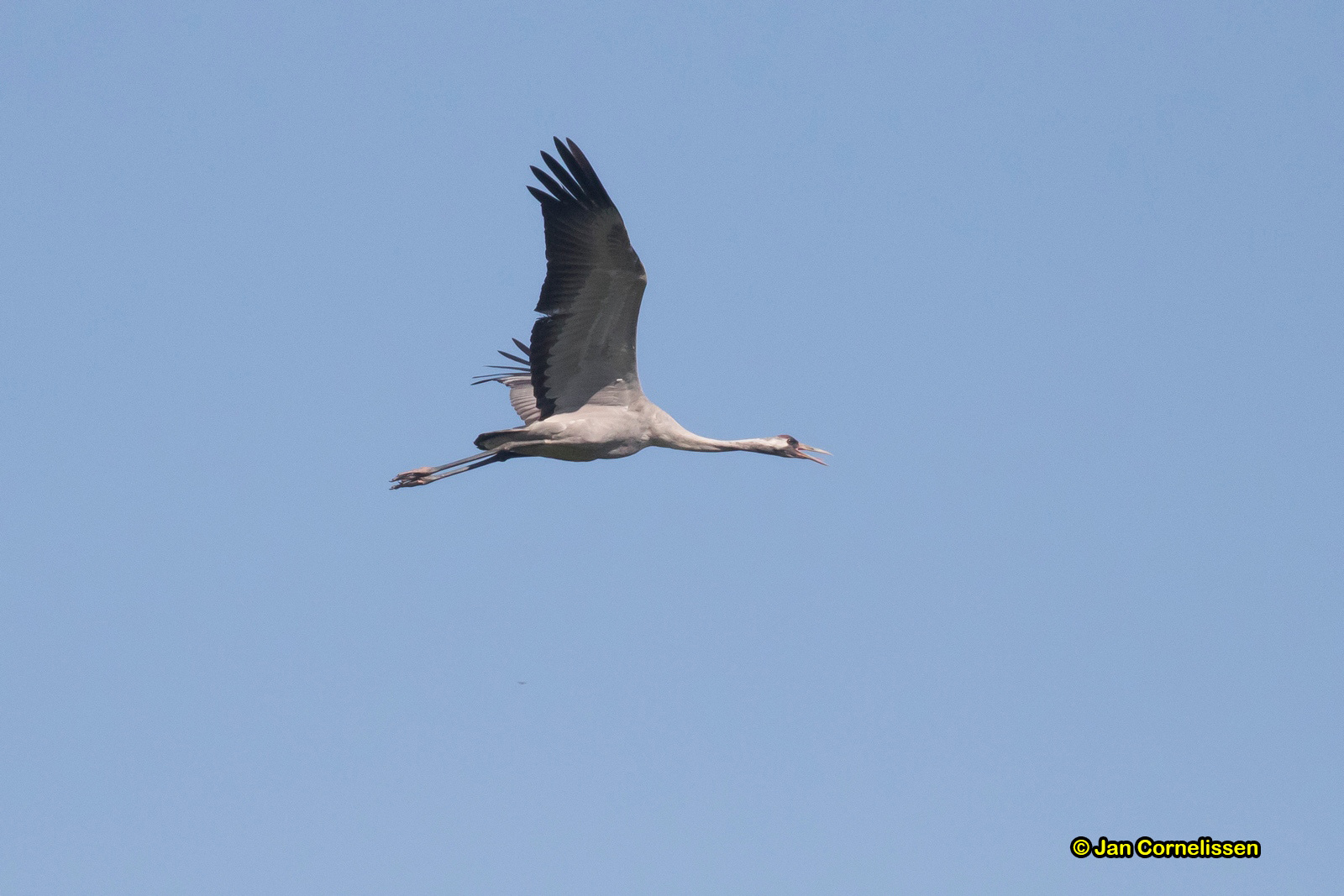 Kraanvogel - Crane - Grus grus
