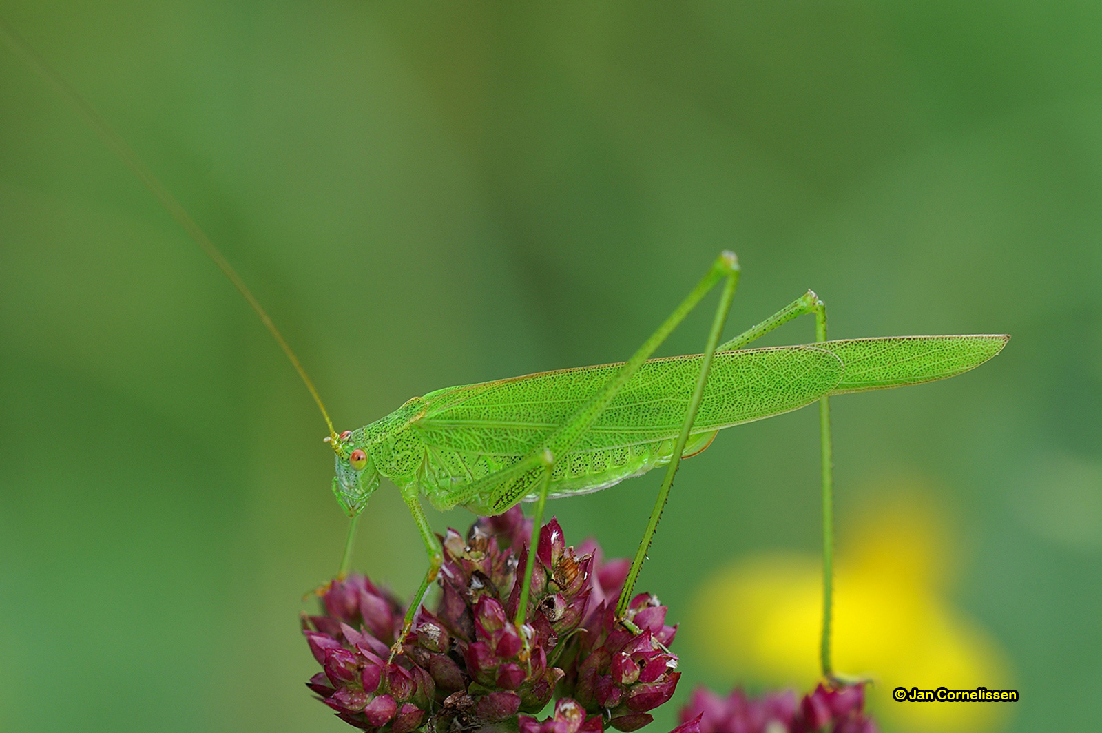 Sikkelsprinkhaan - Phaneroptera falcata (Viroinvallei, B) 2007