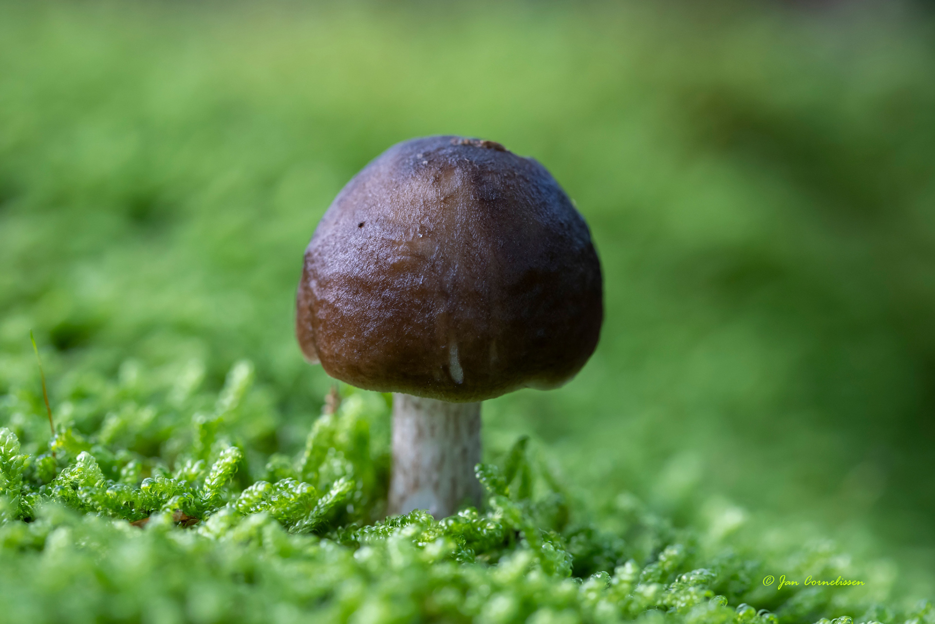 Gewone hertenzwam