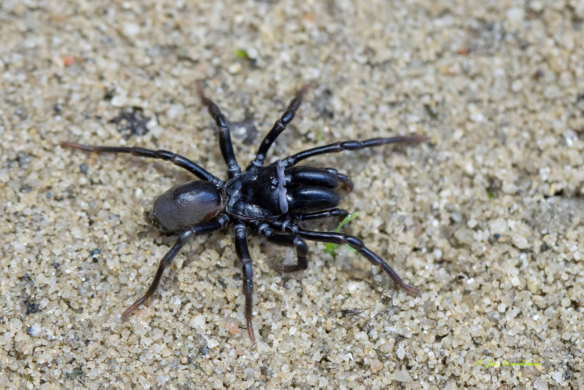 Gewone mijnspin - Atypus affinis (Leende, NL) 2021