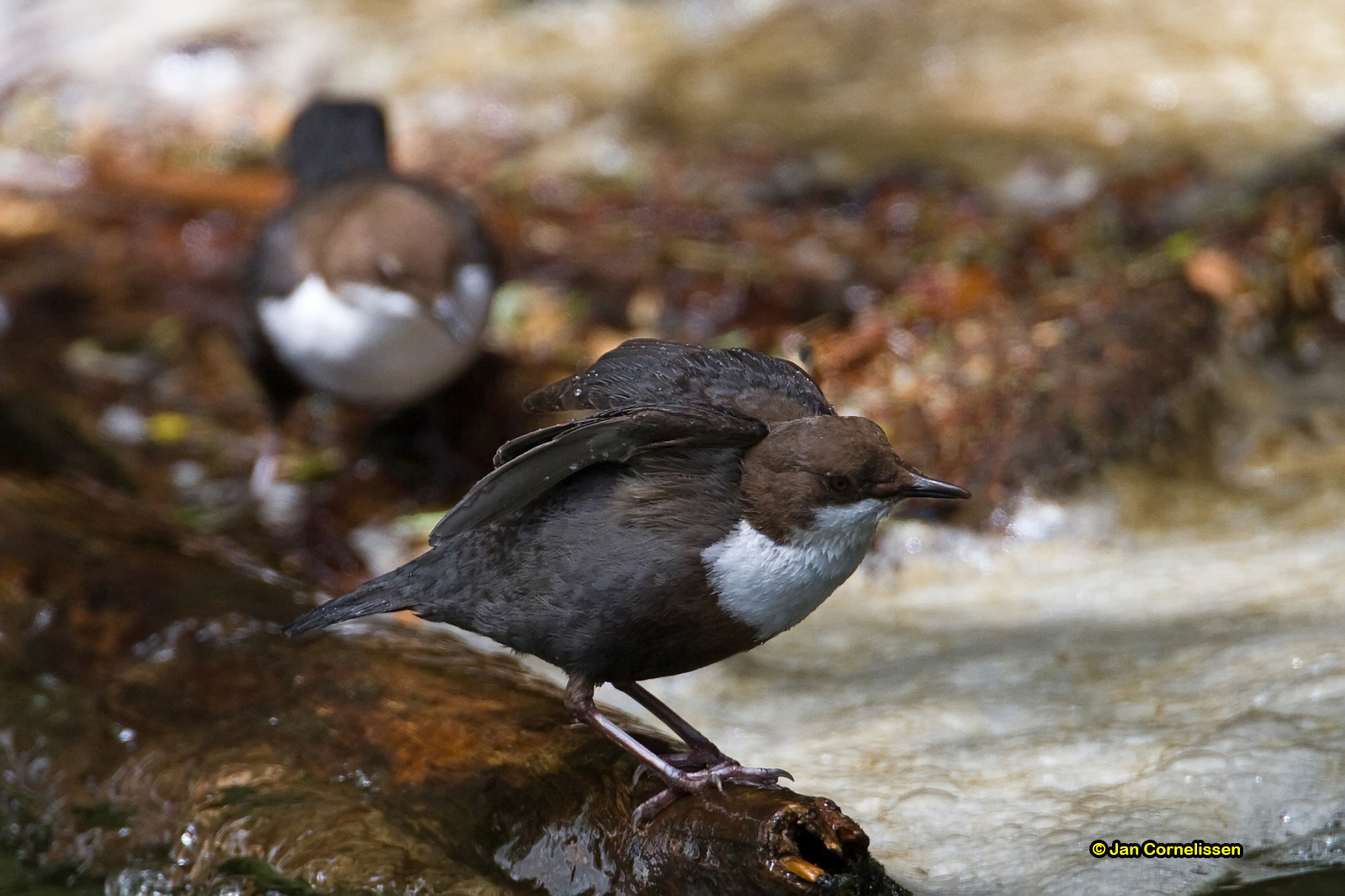 Waterspreeuw - Dipper - Cinclus cinclus