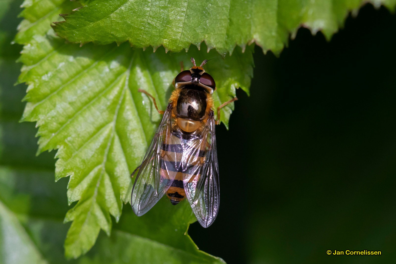 Zwarthaarbandzweefvlieg - Epistrophe nitidinalis (Pelt, B) 2020