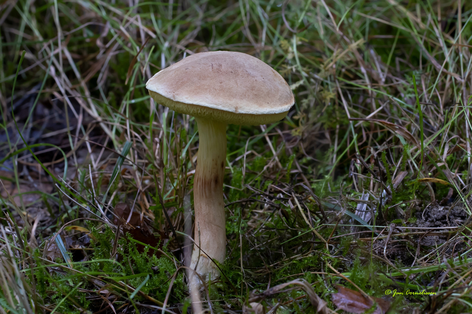 Fluweelboleet spec.