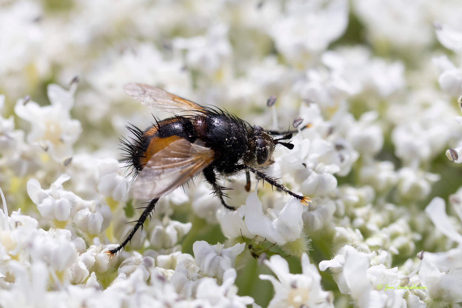 Nowickia ferox (Pelt, B) 2022