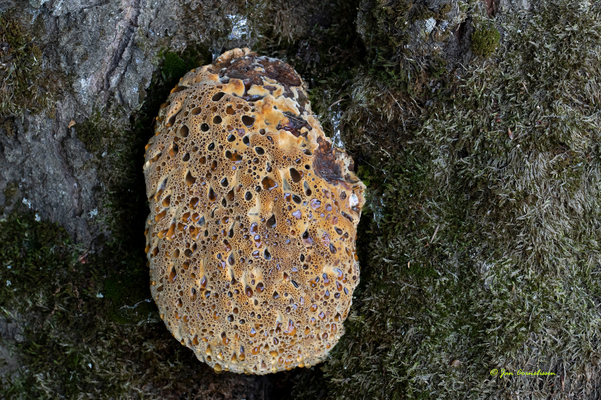 Eikenweerschijnzwam -Â Pseudoinonotus dryadeus (Bocholt, B) 2021