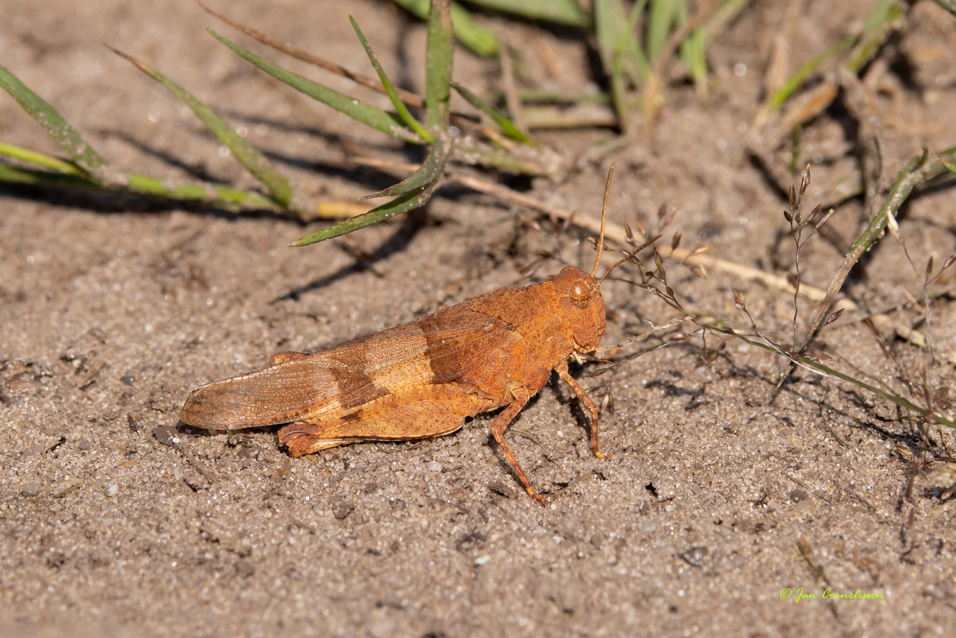 Blauwvleugelsprinkhaan - Oedipoda caerulescens (Leende, NL) 2022