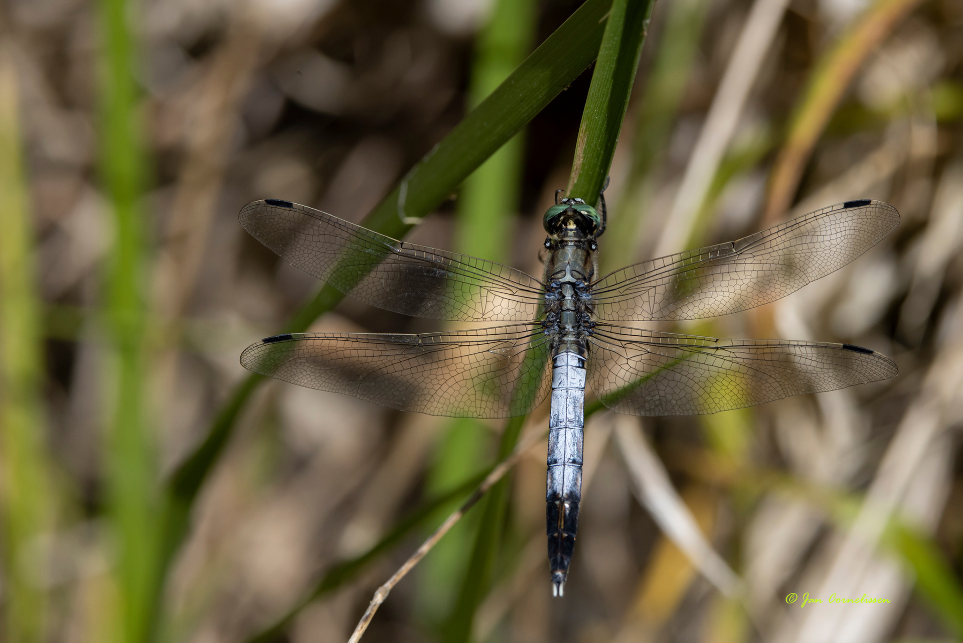 Witpuntoeverlibel - Orthetrum albistylum (Argonne, B) 2022