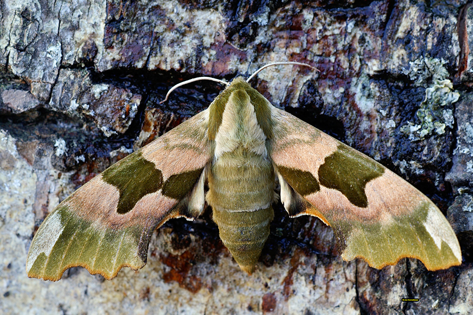Lindepijlstaart - Mimas tiliae (Hamont, B) 2006