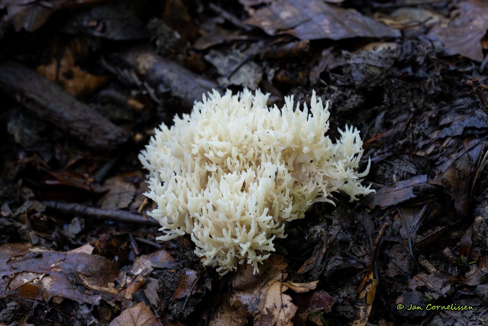 Witte koraalzwam