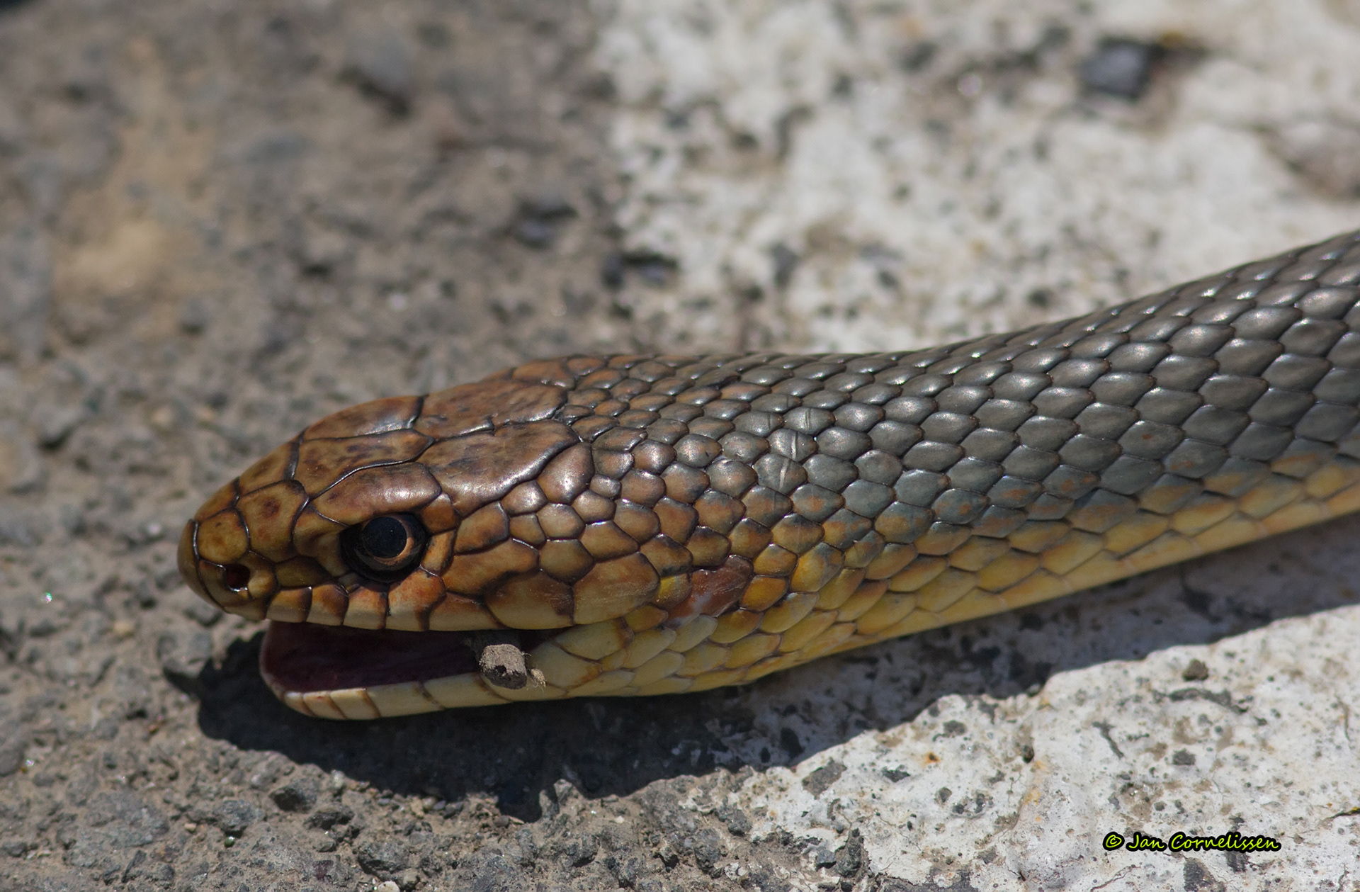 Scheltopusik (dood) - Pseudopus apodus (Karpaten, RO) 2013