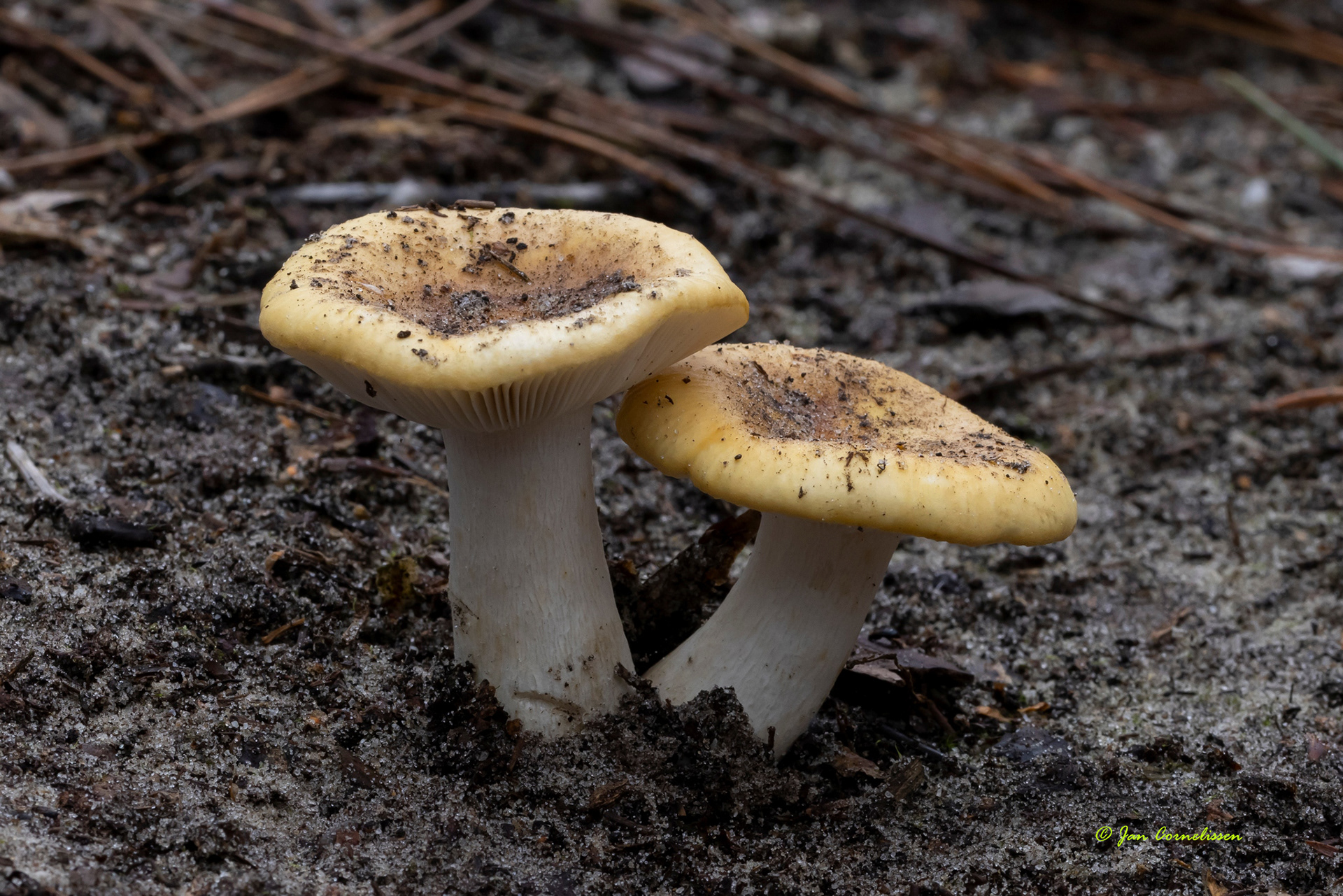 Geelwitte russula