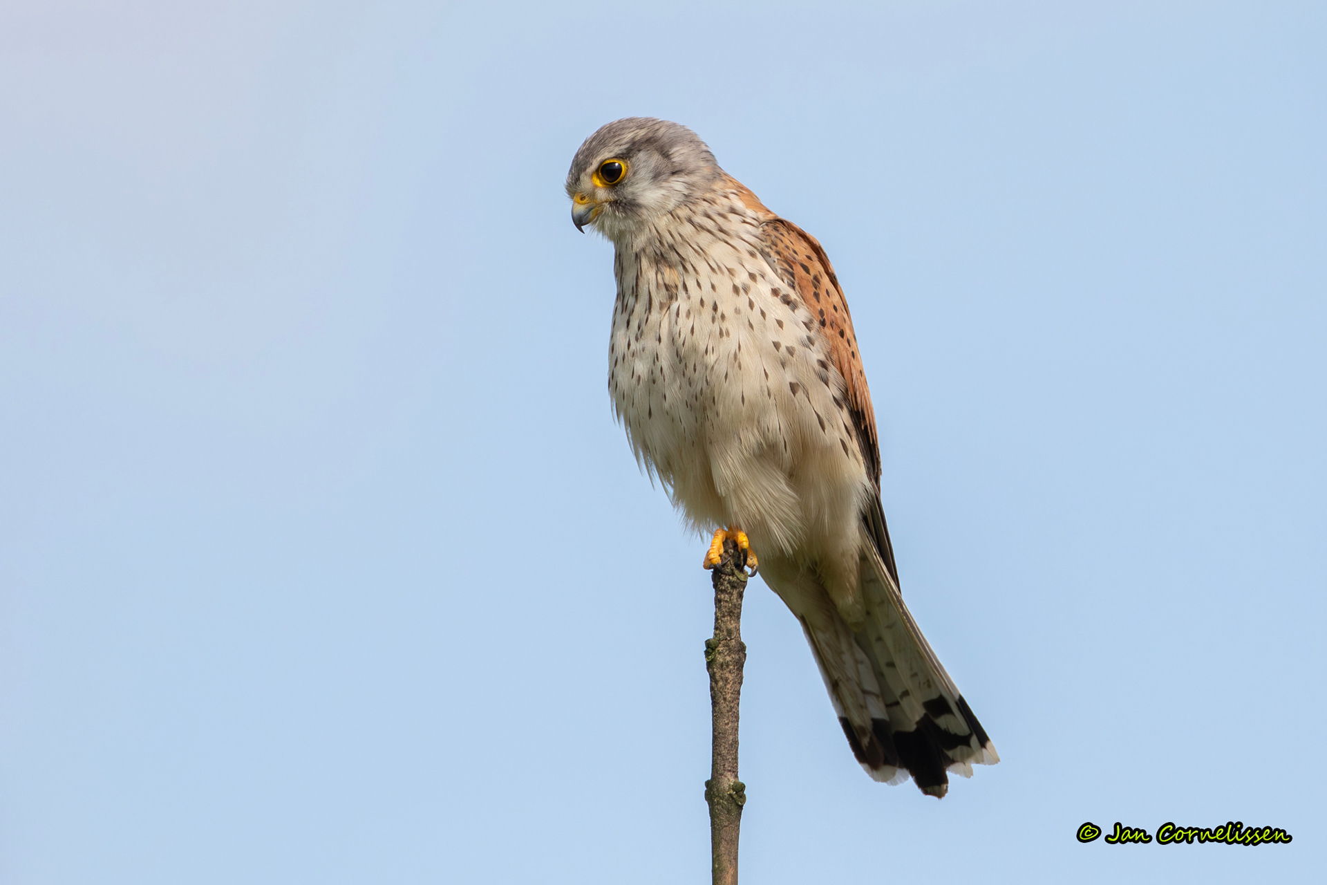 Torenvalk ♂