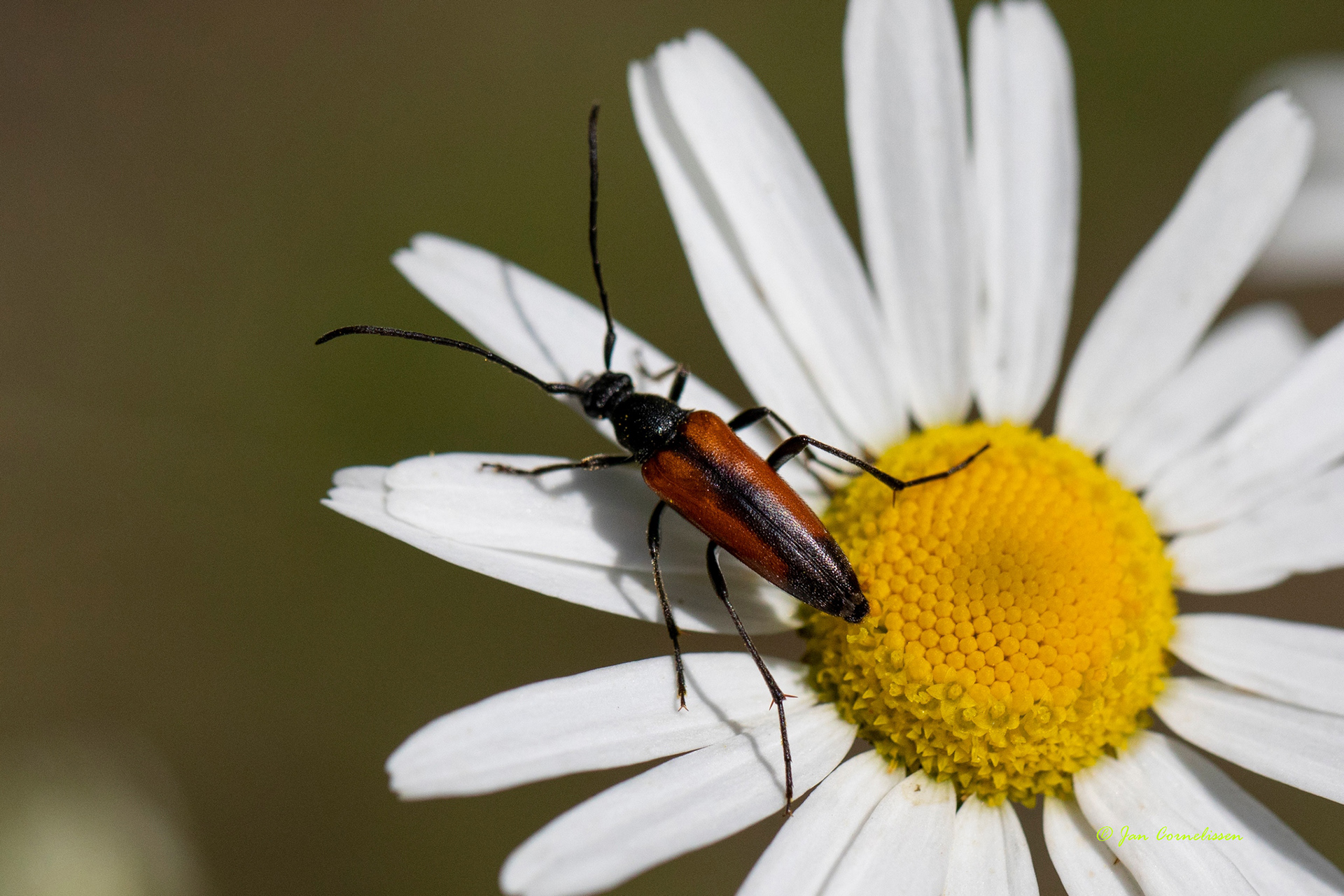 Tweekleurige smalboktor - Stenurella melanura (Pelt, B) 2020