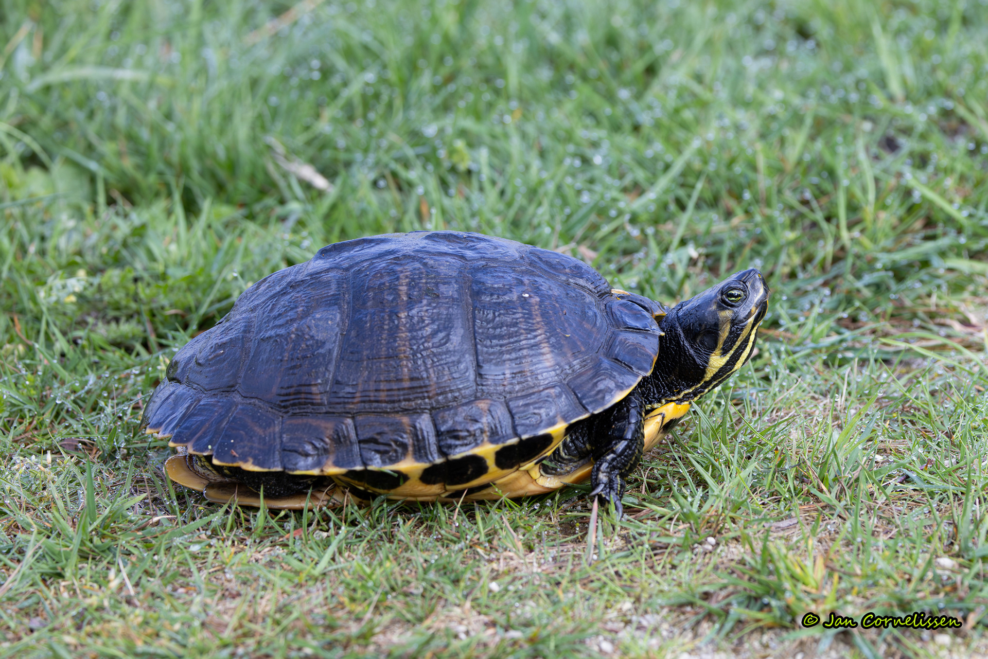 Geelwangschildpad - rachemys scripta troostii (Achel, B) 2024