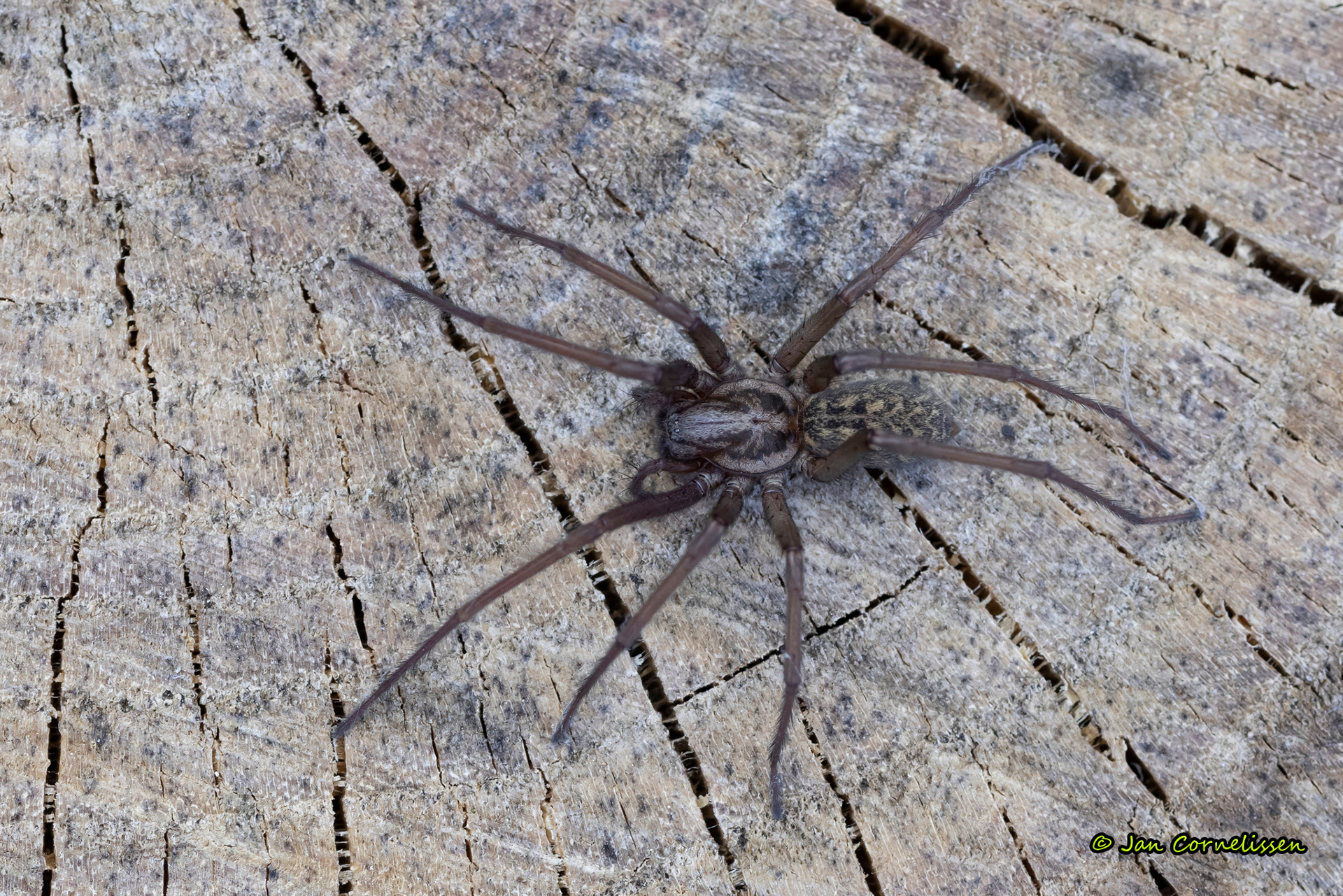Gewone huisspin - Eratigena atrica (Pelt, B) 2022