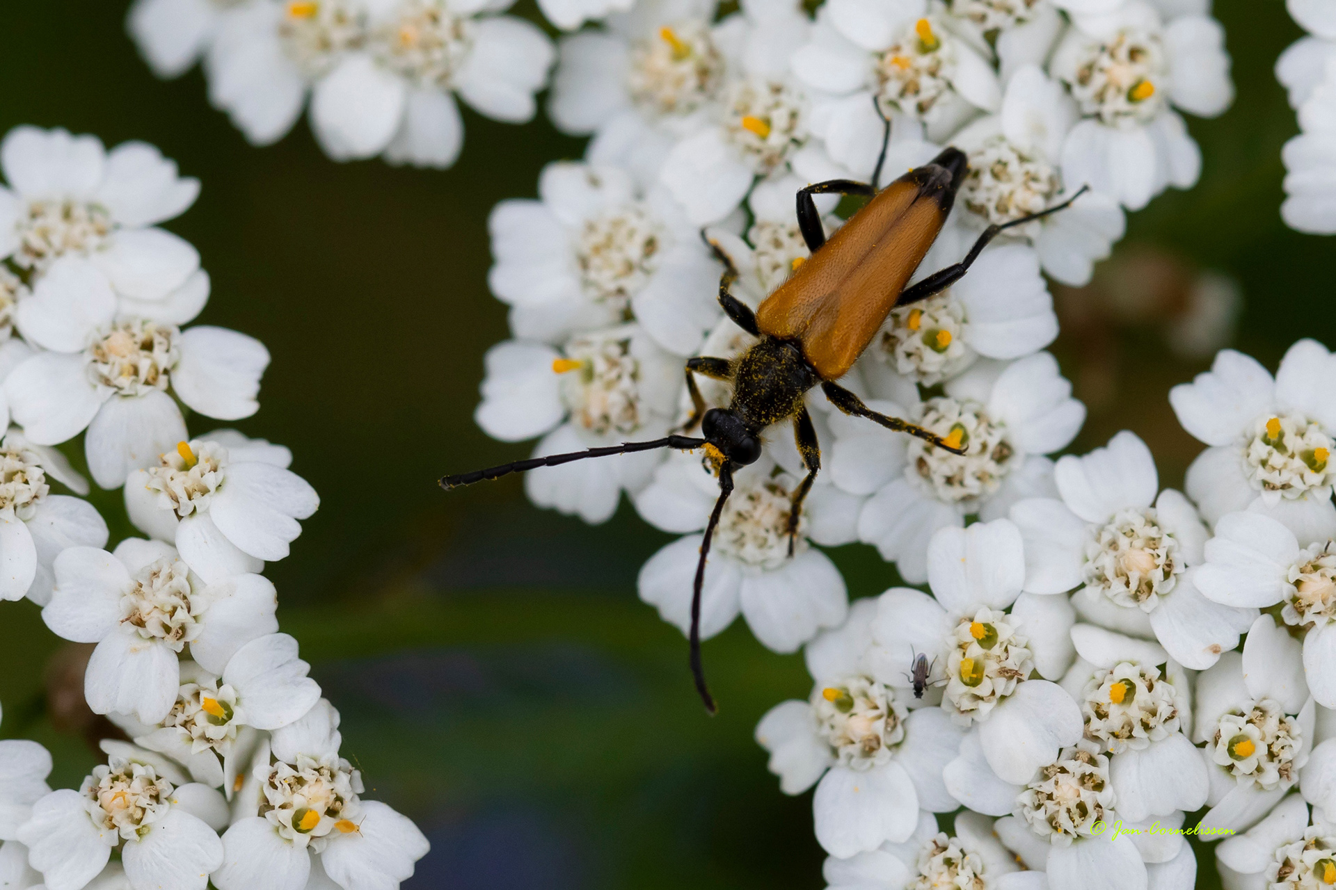 Zwarttip-smalboktor - Paracorymbia fulva (Pelt, B) 2021