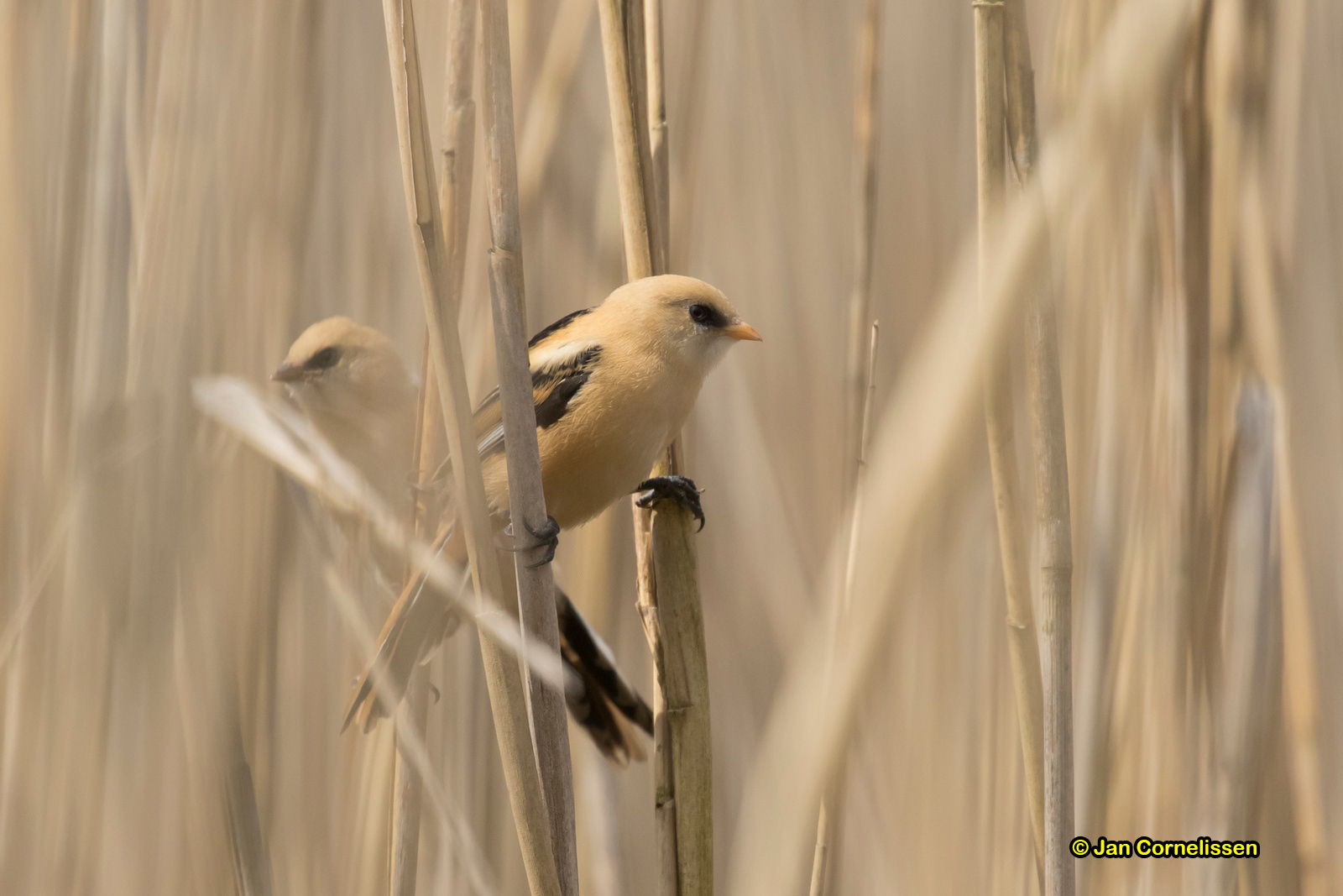 Baardmannetjes