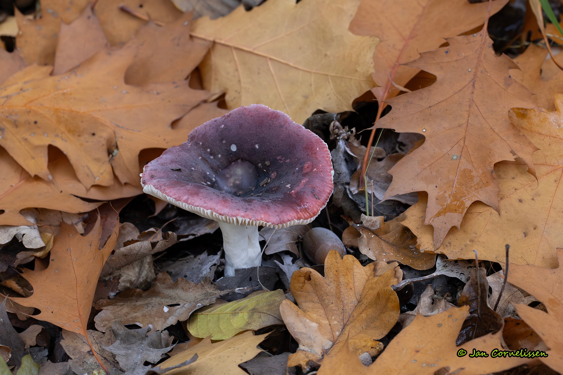 Zwartpurperen russula